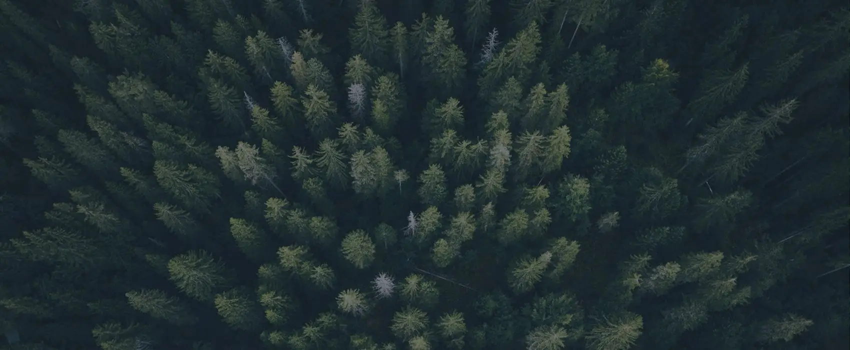 Dunkelgrüner Mischwald aus der Vogelperspektive steht für vielfältige Reiseziele und außergewöhnliche Reisen von Kreuzfahrt TV.